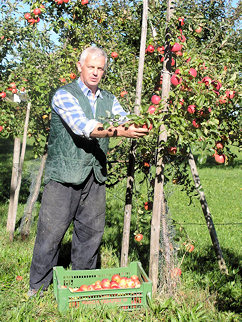 Obstbaum